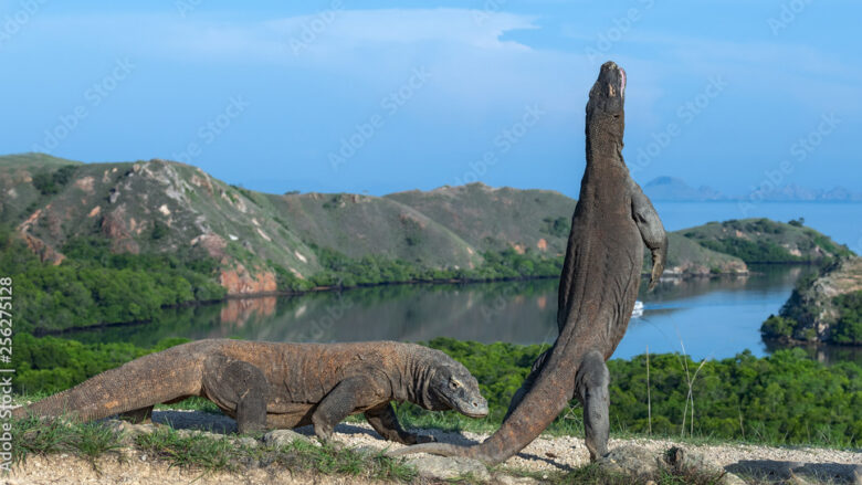 open trip pulau komodo